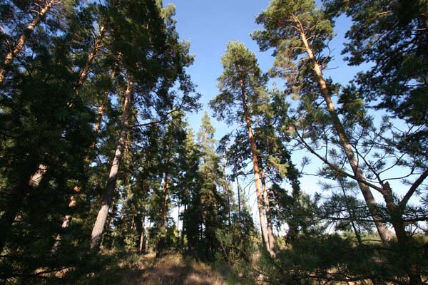 Усть-Медведицкий природный парк, Атаманский лес
